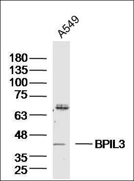 BPIL3 antibody