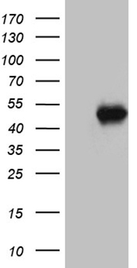 BPOZ (ABTB1) antibody
