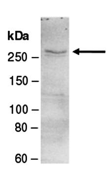 BPTF (N) Antibody, Rabbit Polyclonal