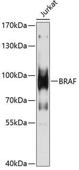 BRAF antibody