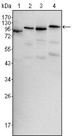 BRAF Antibody