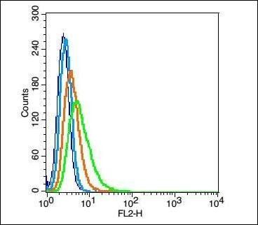 POU3F3 Rabbit Polyclonal Antibody