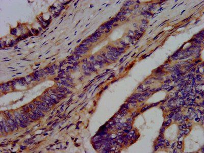 BRAP Antibody