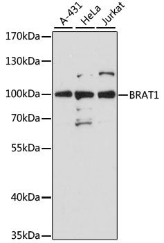 BRAT1 antibody
