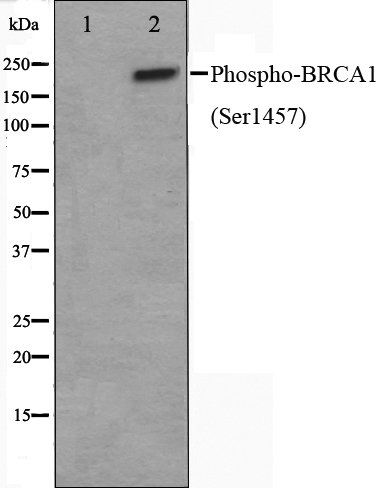 BRCA1 (Phospho-Ser1457) antibody
