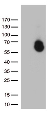 BRCC36 (BRCC3) antibody