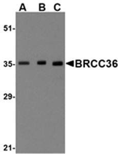 BRCC36 Antibody