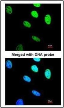 BRCC45 antibody