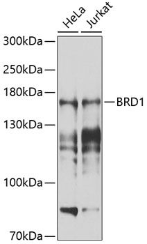 BRD1 antibody