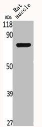 BRD3 antibody