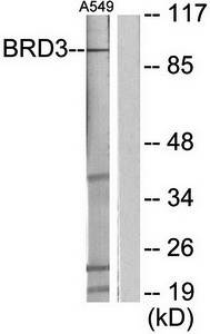 BRD3 Antibody