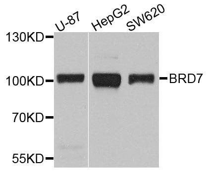 BRD7 antibody