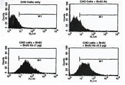 BrdU antibody