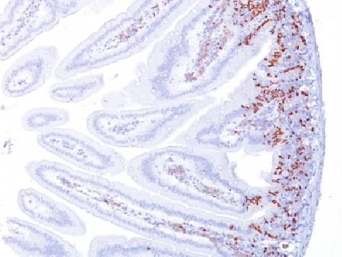 Bromodeoxyuridine (BrdU) (Proliferation Marker) Antibody