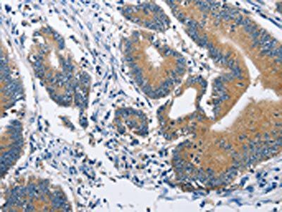 BRE Antibody