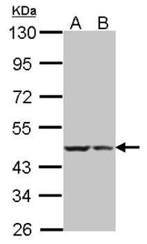 BRE antibody