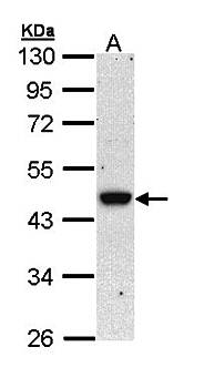 BRE antibody