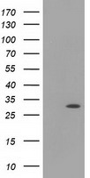 Breast cancer suppressor candidate 1 Antibody