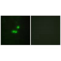 BRF1 Antibody