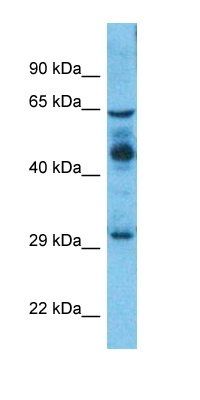 BRF2 antibody