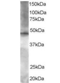 Goat anti-BRF2 Antibody