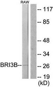 BRI3B antibody