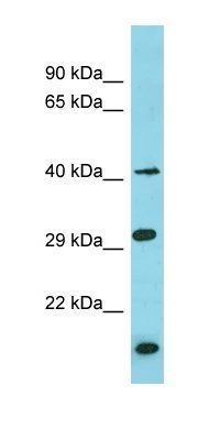 BRICD5 antibody