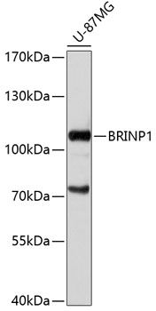 BRINP1 antibody