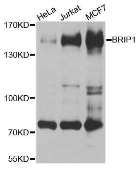BRIP1 antibody