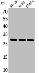 BRMS1 antibody