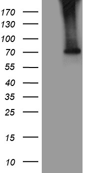 BRMS1L Antibody