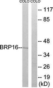 BRP16 antibody