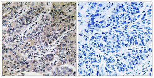BRP44 Antibody