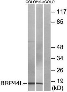 BRP44L Antibody