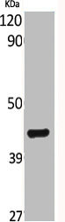 BRS3 antibody