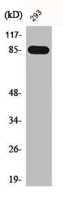 BRSK1 antibody