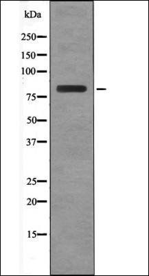 BRSK2 (Phospho-Thr260) antibody