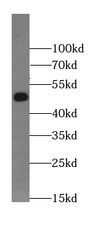 BRUNOL5 antibody