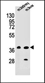 BRUNOL6 antibody
