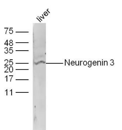 Neurogenin 3 antibody