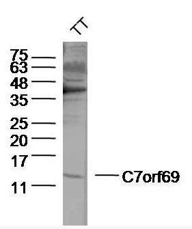 C7orf69 antibody