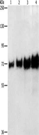 BSA antibody