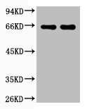 BSA Antibody