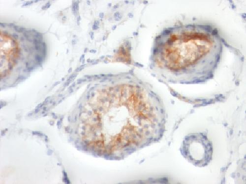 BSG Antibody