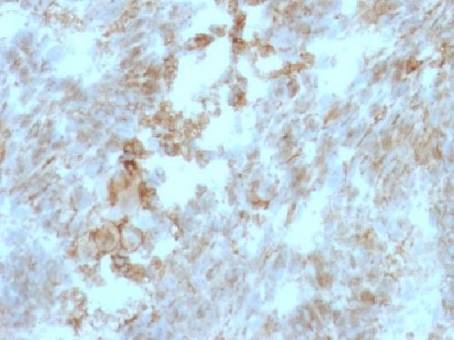 BSG Antibody