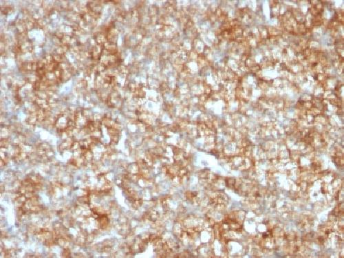 BSG Antibody