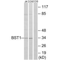 BST1 antibody