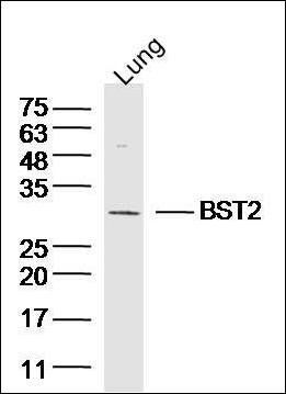 BST2 antibody