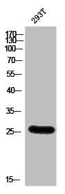 BSX Antibody