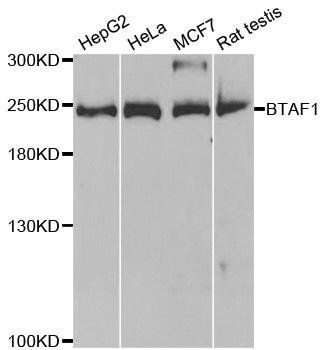 BTAF1 antibody